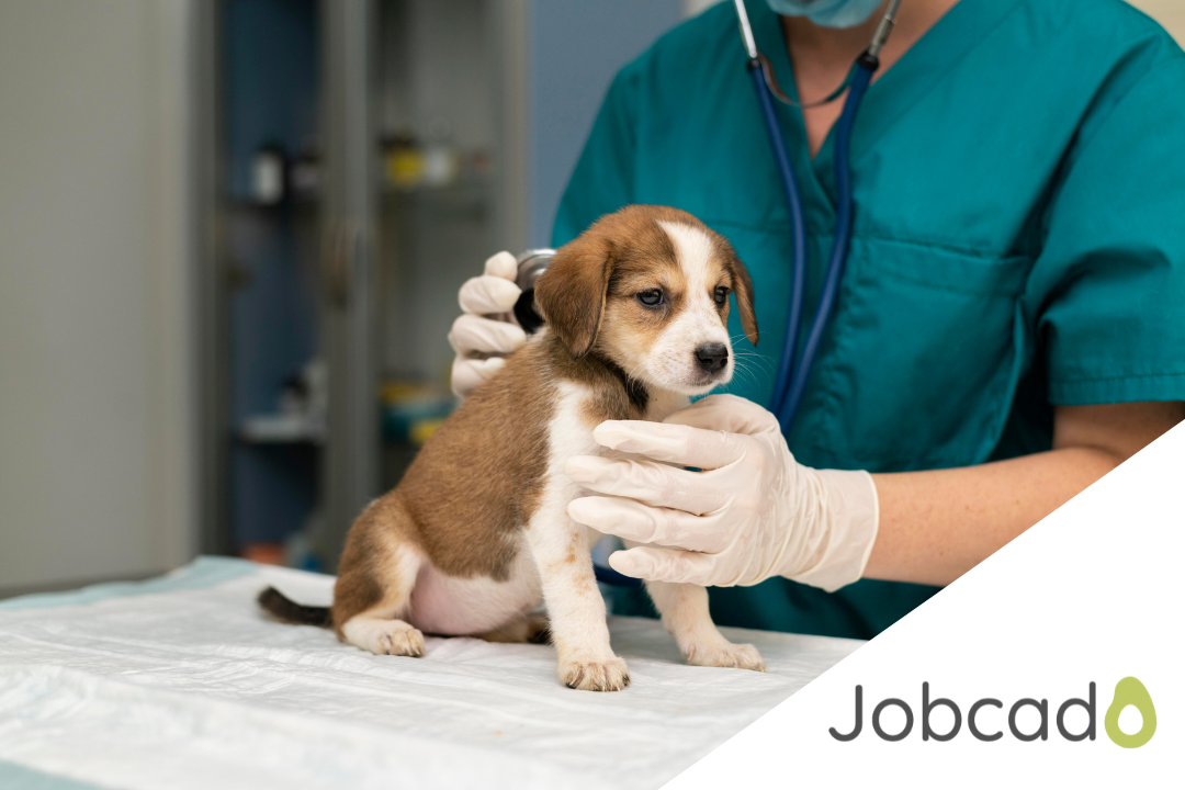 Valuable information on securing entry level veterinary jobs in the USA provides guidance for both local and international applicants.
