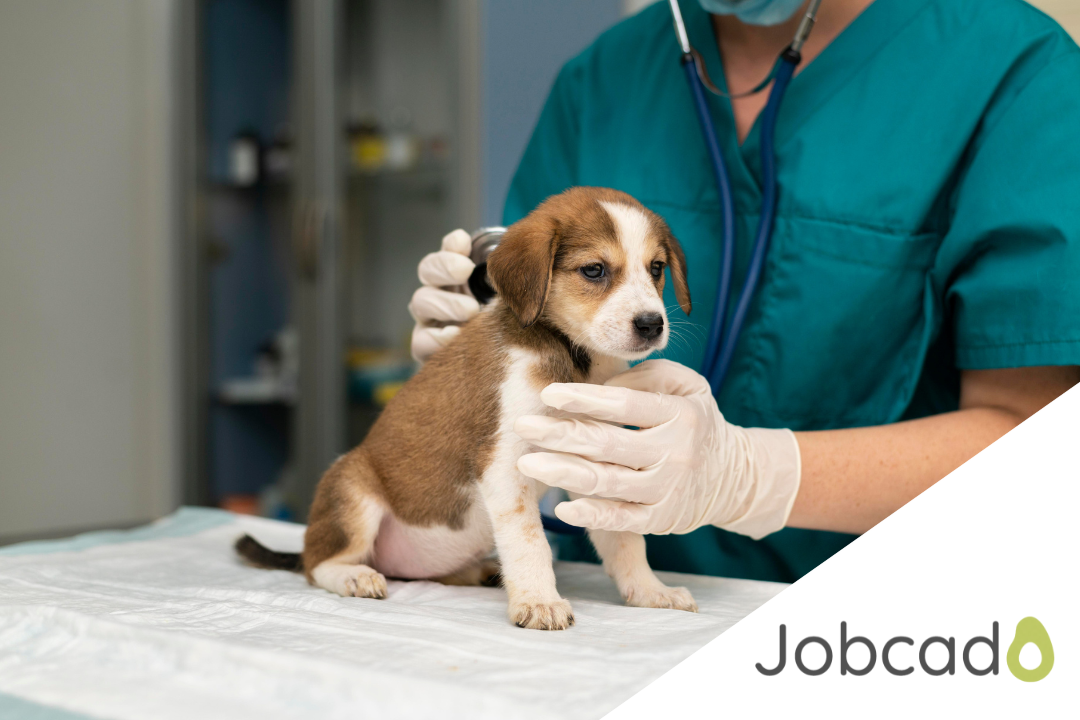 Exploring a World of Opportunities: Entry Level Veterinary Jobs | Jobcado