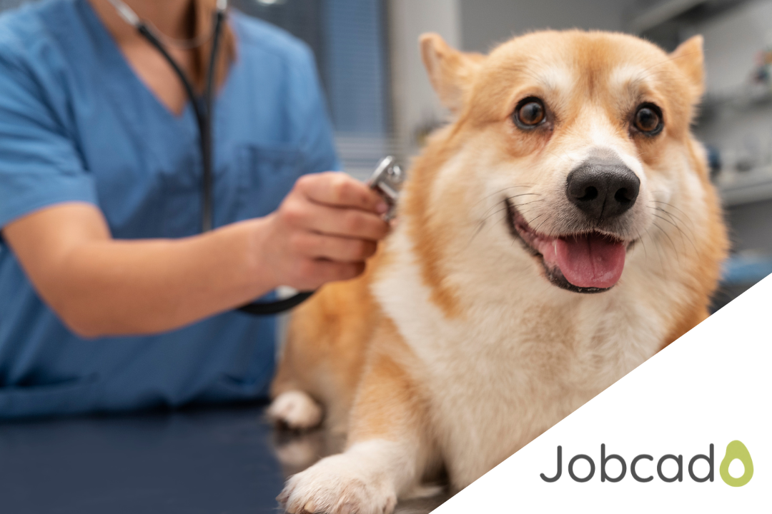 Exploring a World of Opportunities: Entry Level Veterinary Jobs | Jobcado